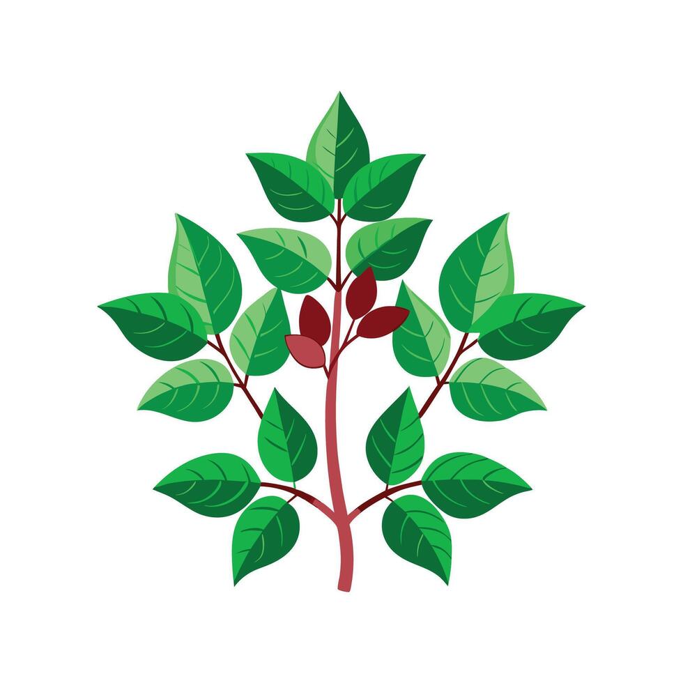 Charming Japanese Knotweed Plant with Colorful Blooms vector