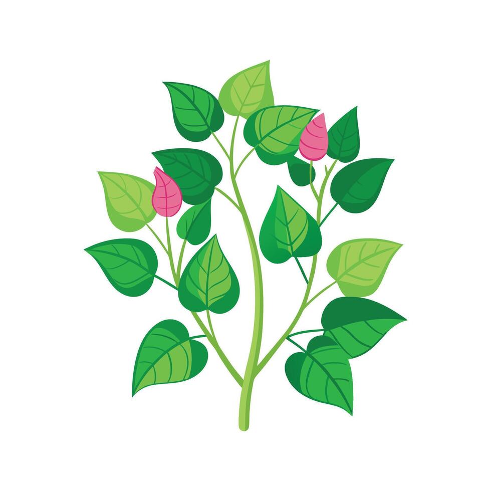 Elegant Japanese Knotweed Plant with Unique Blooms vector