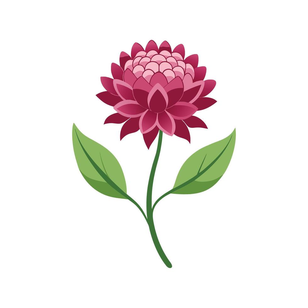 Charming Knautia Plant with Colorful Blooms vector