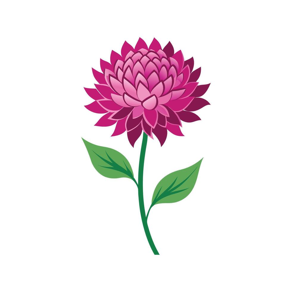 Stunning Knautia Plant with Unique Blooms vector