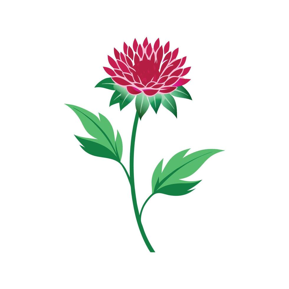 Elegant Knautia Flower with Colorful Blooms vector