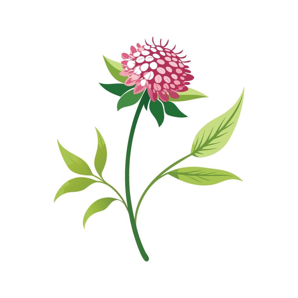 Elegant Knautia Macedonica Flower Design with Bright Colors vector