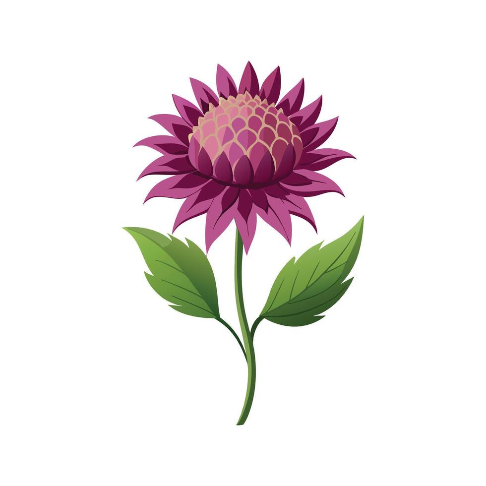 Vibrant Knautia Macedonica Flower Design with Colorful Blooms vector