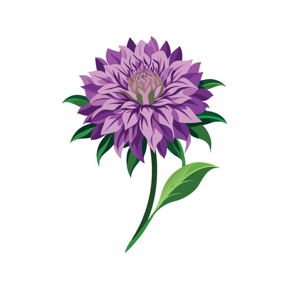 Stylish Knautia Macedonica Plant Design vector
