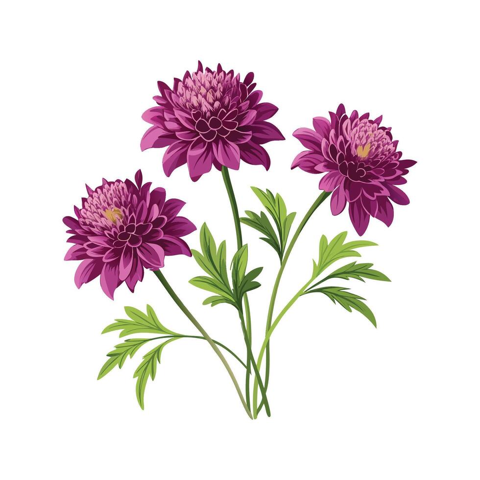 Charming Knautia Macedonica with Colorful Blooms vector