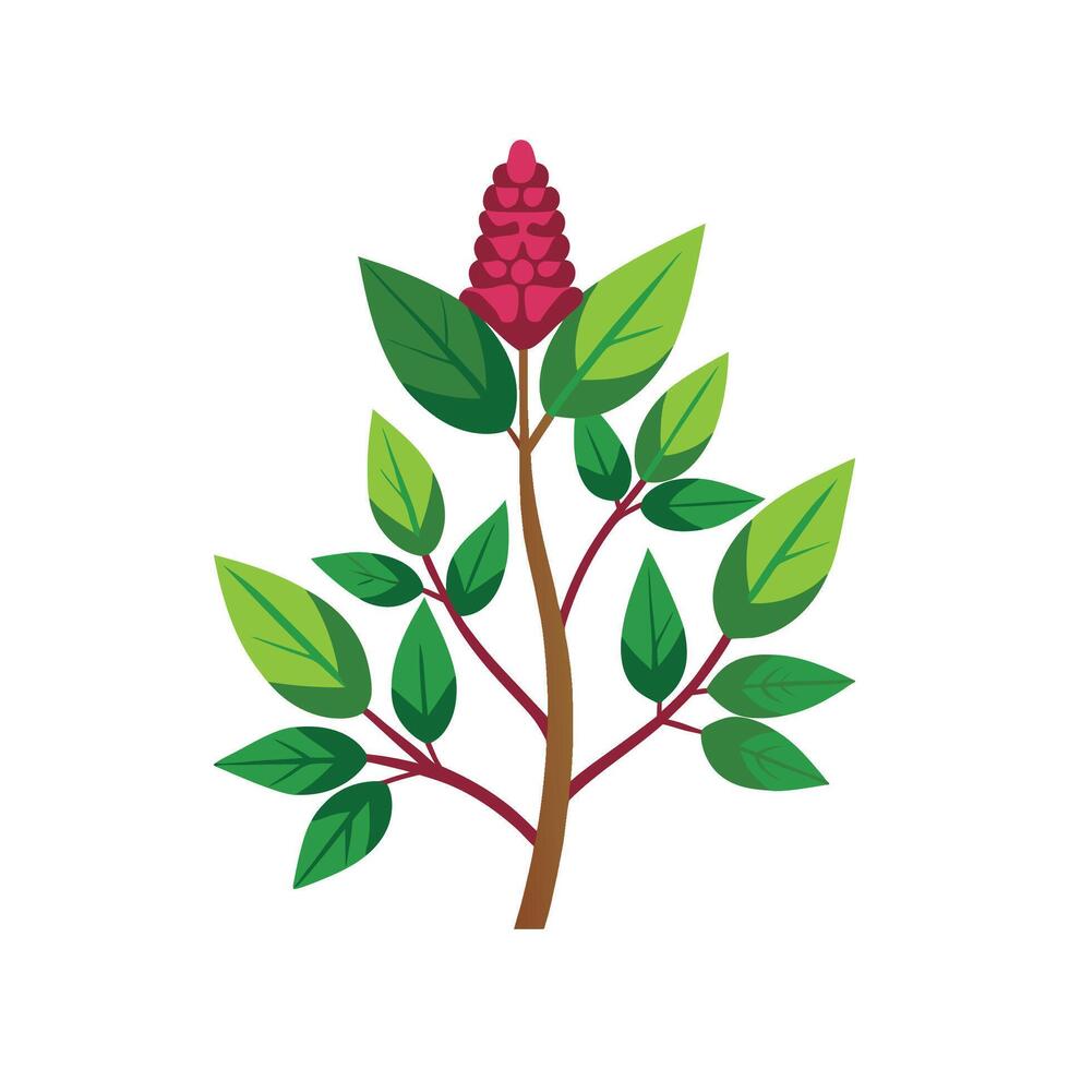 Charming Knotweed Plant Design vector