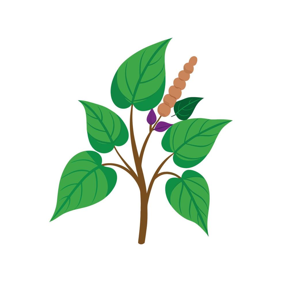 Elegant Knotweed Flower Design with Unique Blooms vector