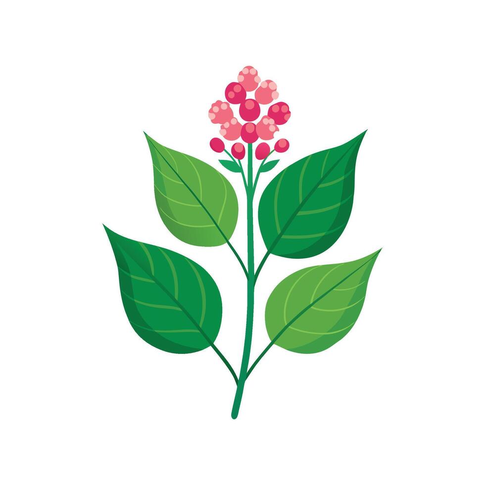 Elegant Knotweed Plant Design with Unique Blooms vector