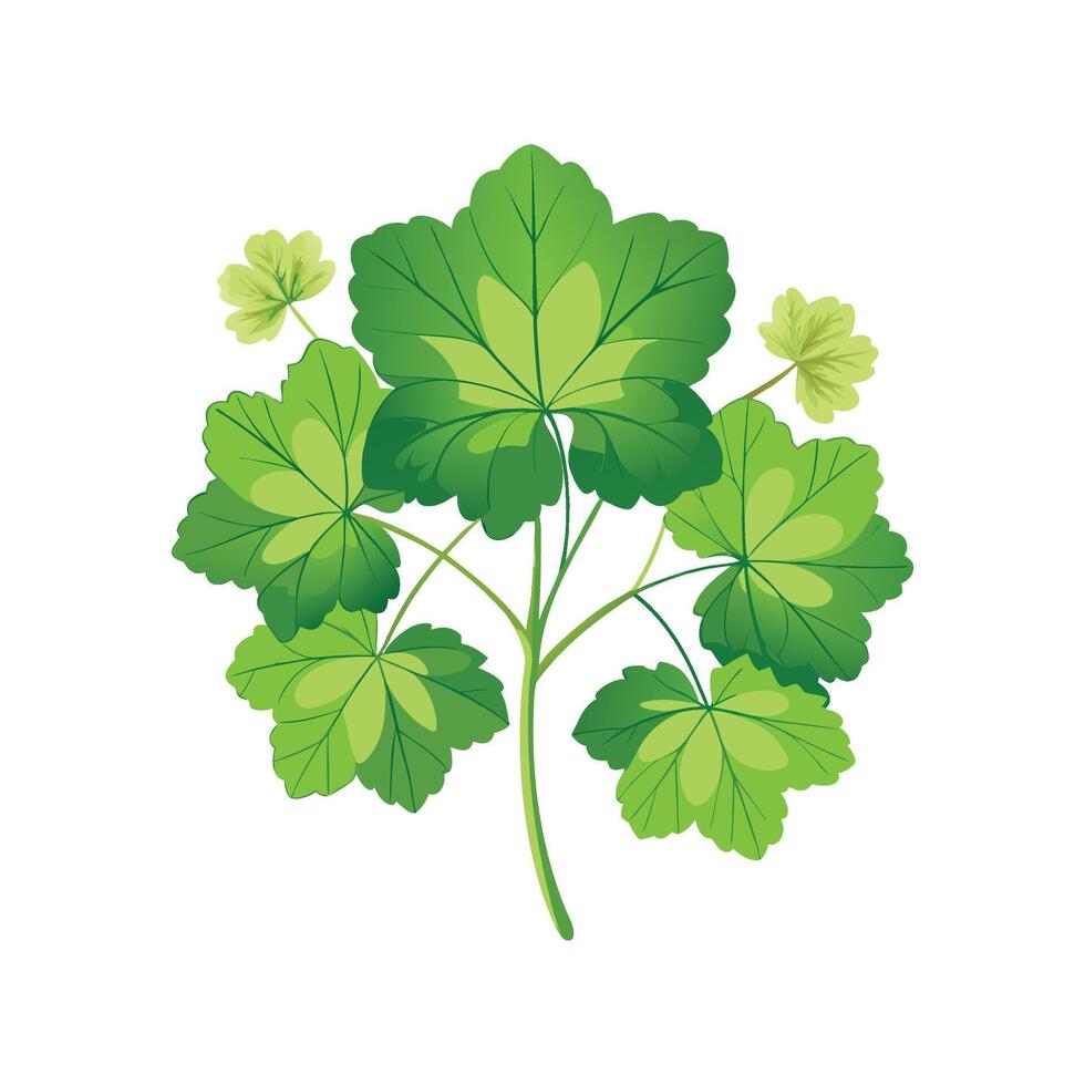 Charming Ladies Mantle Plant Design vector