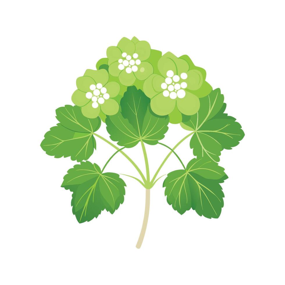 Charming Ladies Mantle Plant Artwork vector