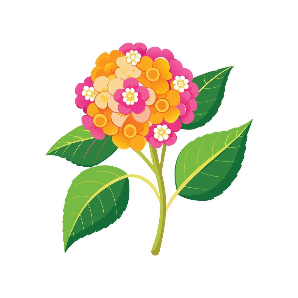 Elegant Lantana Flower Design with Striking Appearance vector