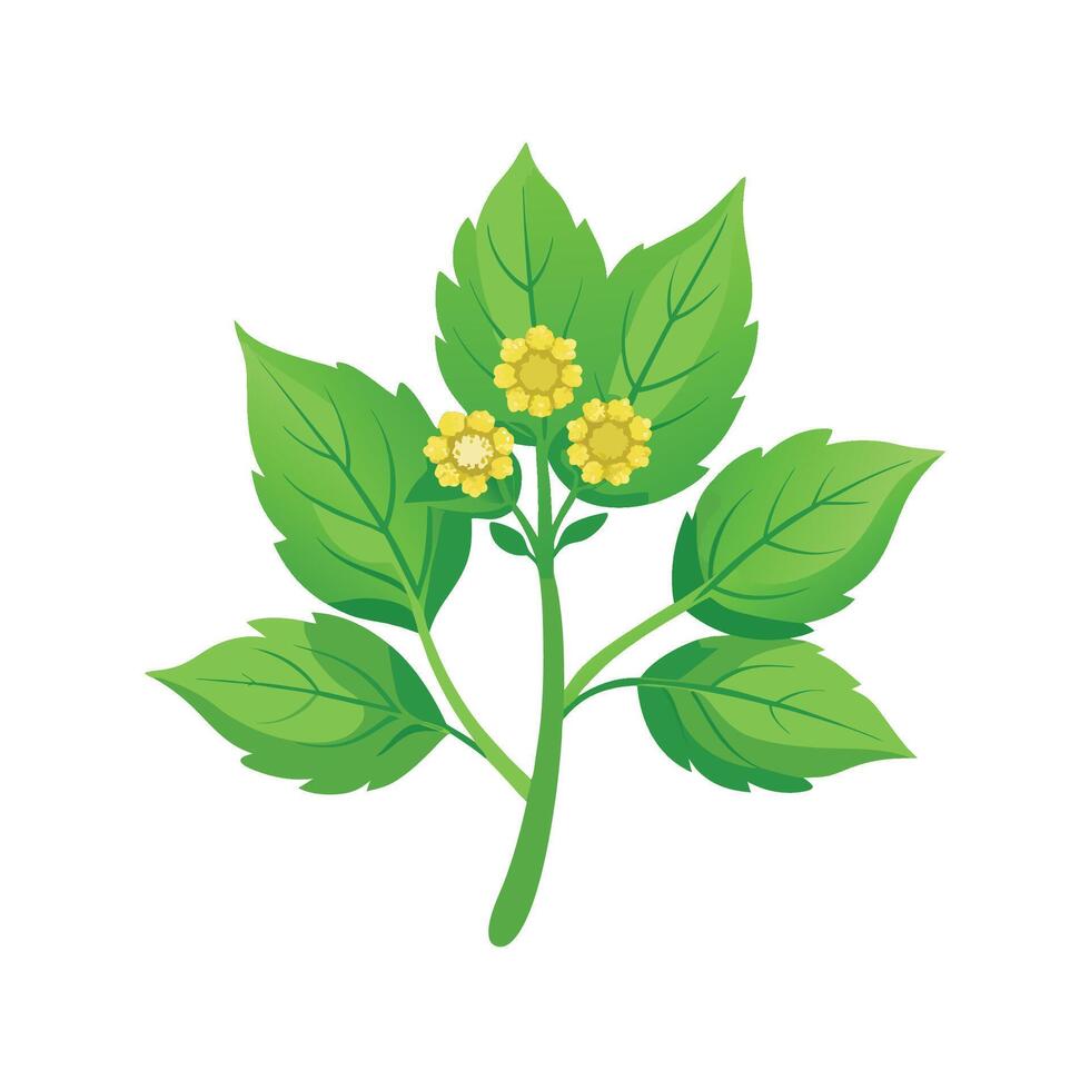 Elegant Leafy Spurge Flower Design with Bright Colors vector