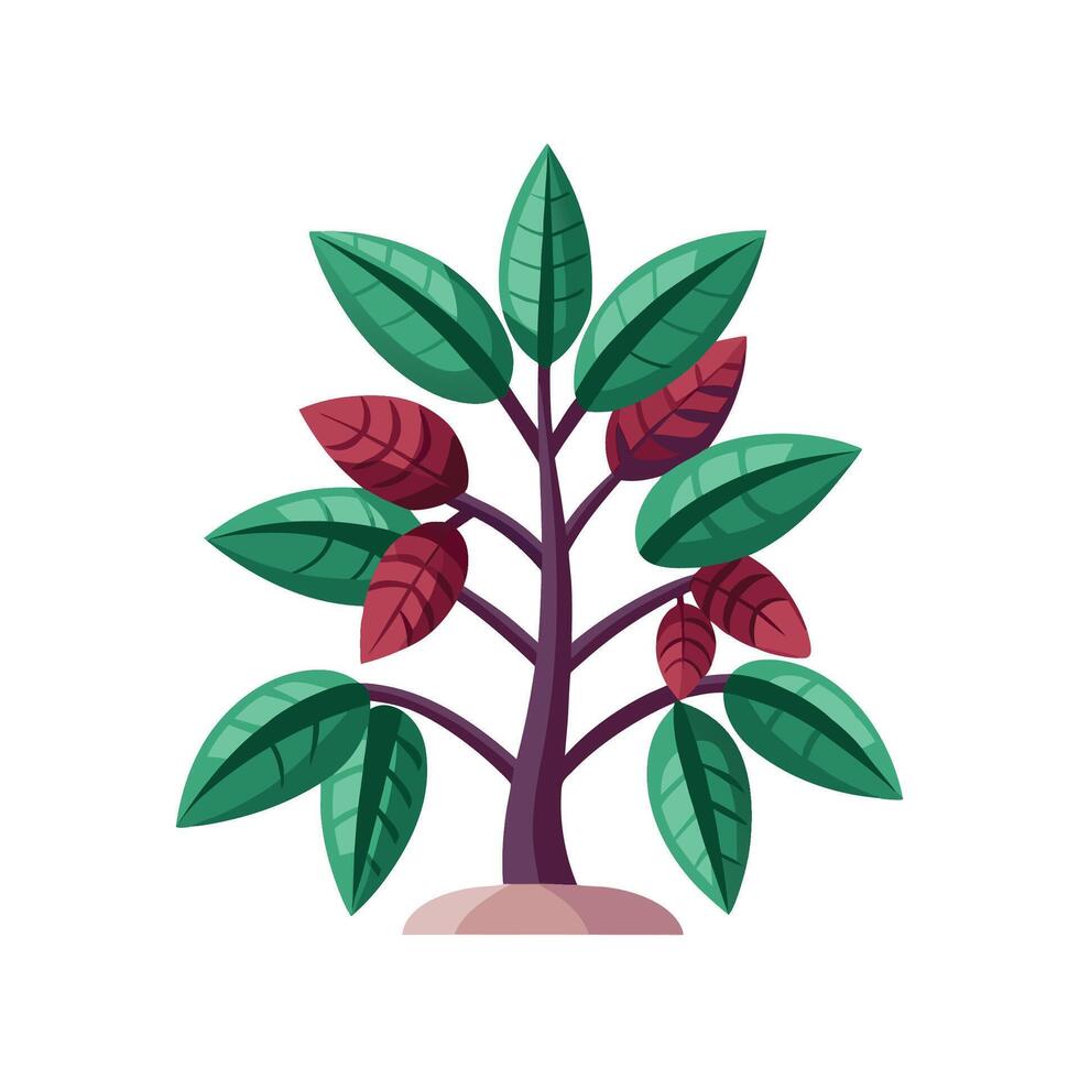 Charming Leptosiphon Plant Design vector