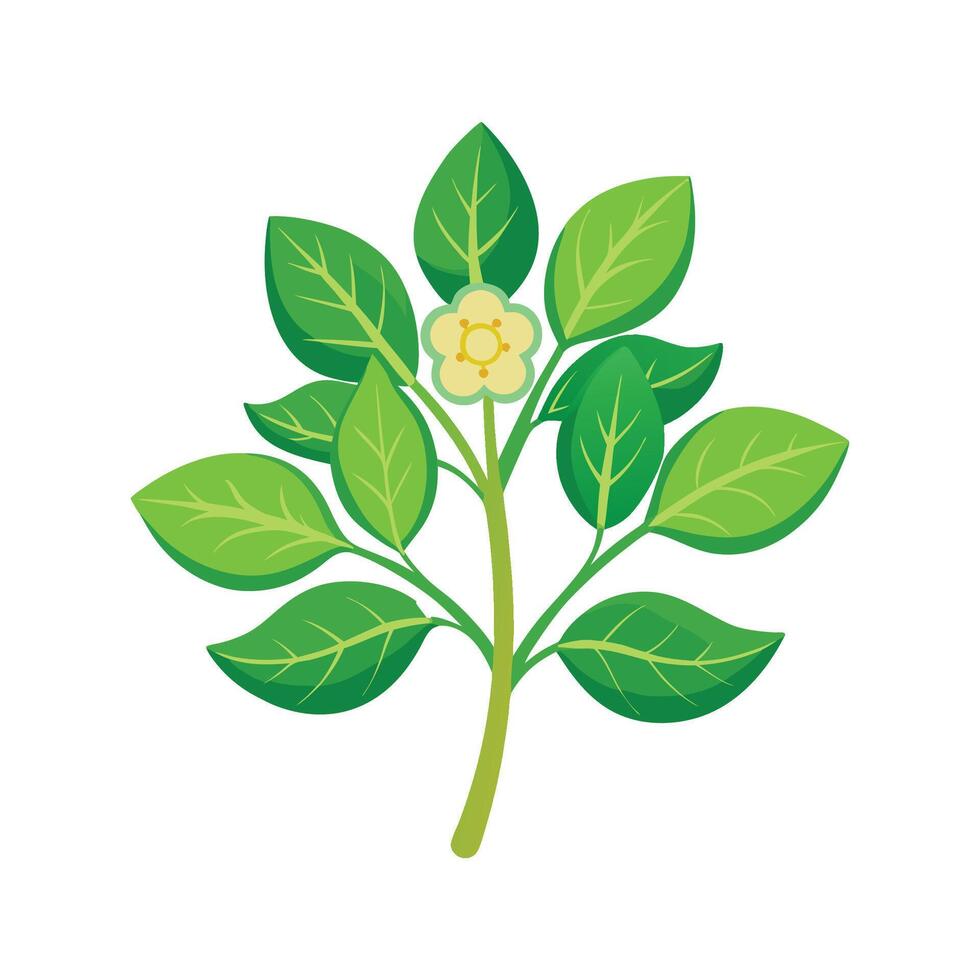 Charming Leafy Spurge with Colorful Blooms vector