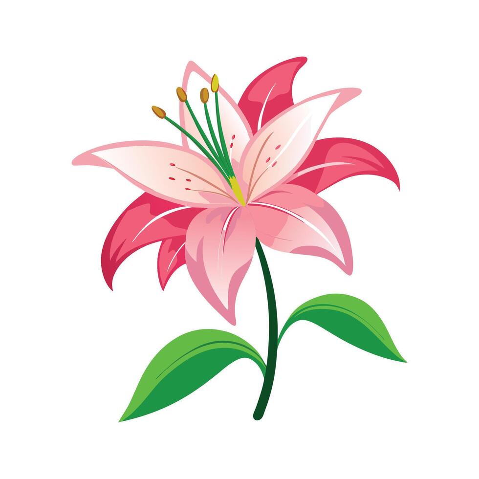Charming Lily Plant with Colorful Blooms vector