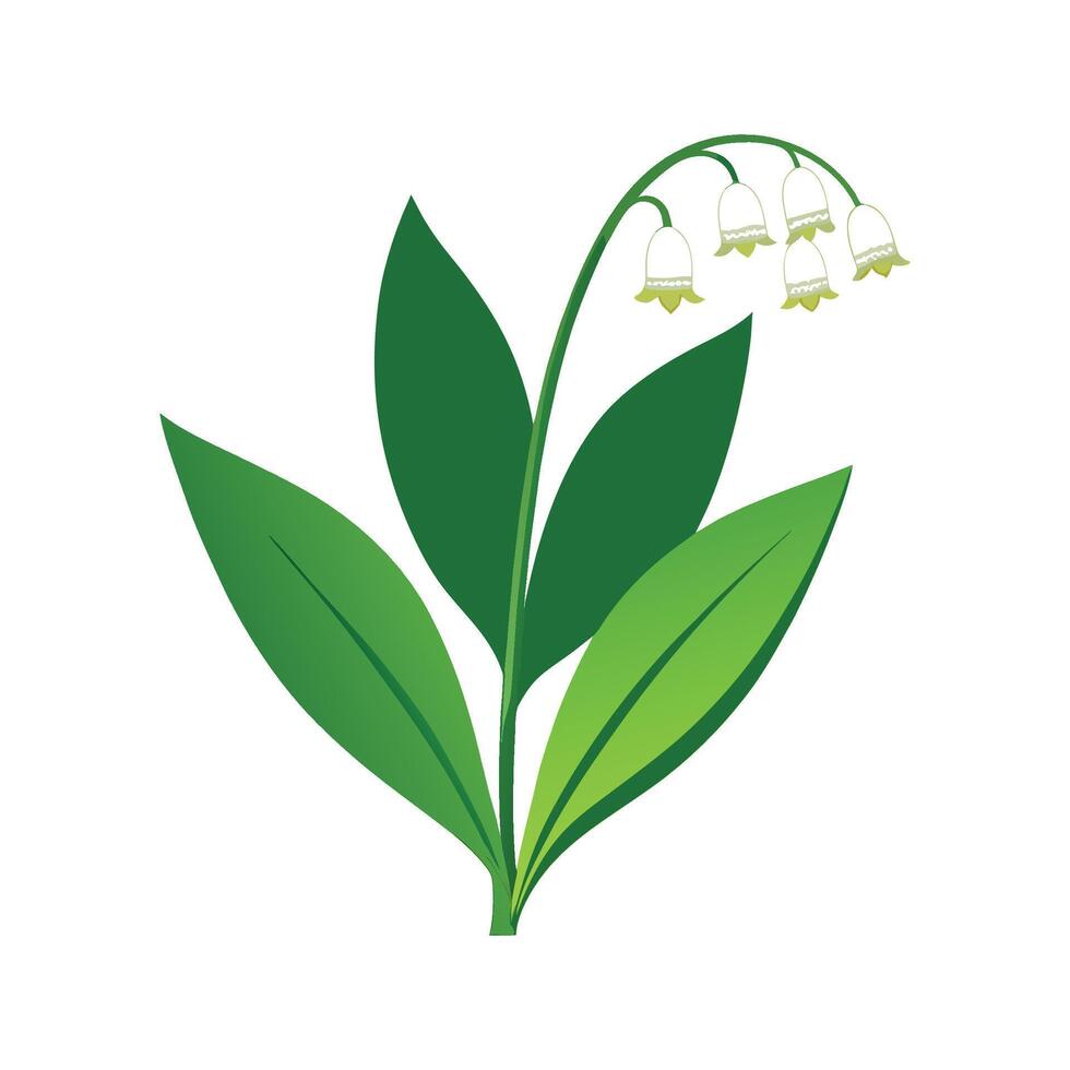 Charming Lily of the Valley Plant Design vector