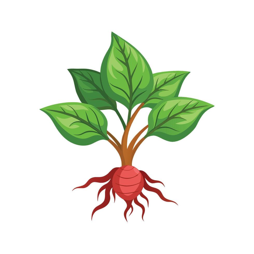 Charming Mandrake Plant with Colorful Blooms vector