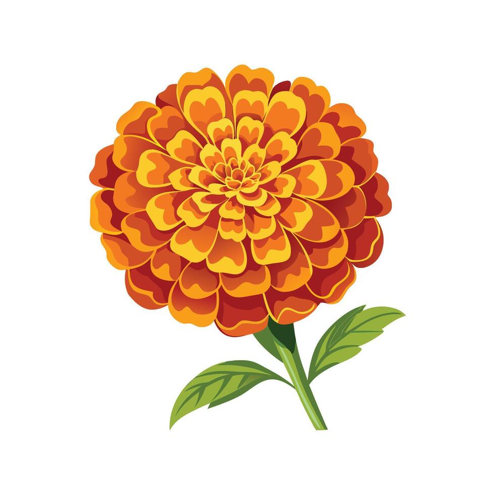 Stunning Marigold Plant Design with Unique Blooms vector