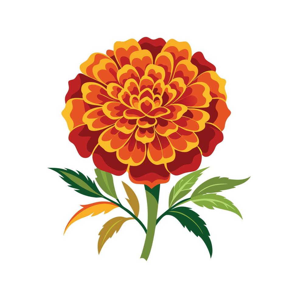 Stunning Marigold Plant with Unique Blooms vector