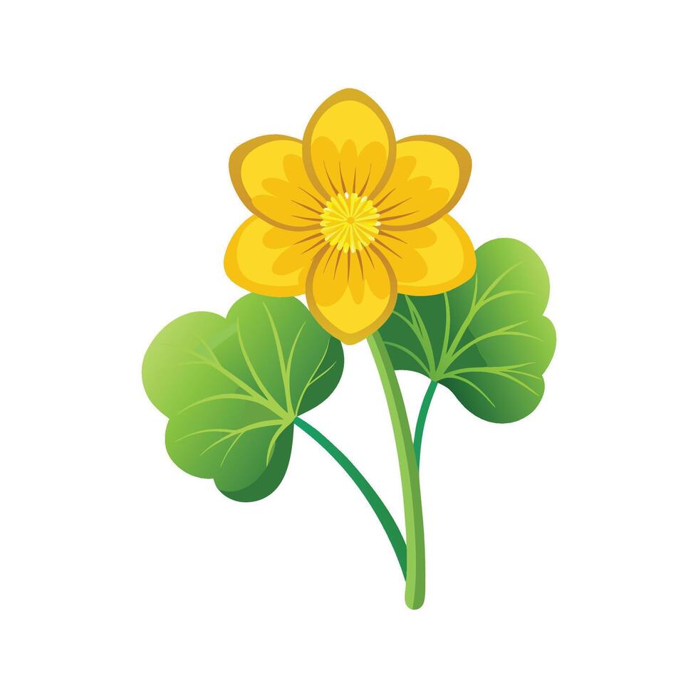 Elegant Marsh Marigold Flower Design with Unique Blooms vector