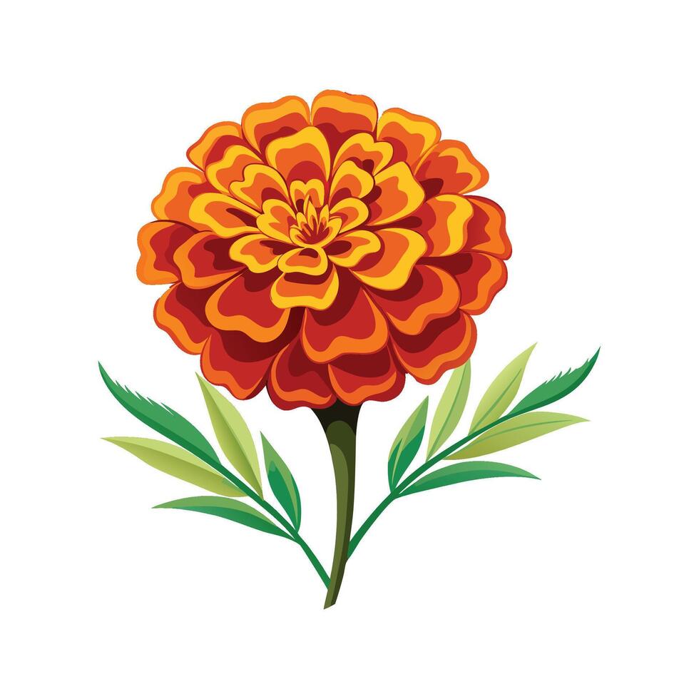 Elegant Marigold Flower with Colorful Blooms vector