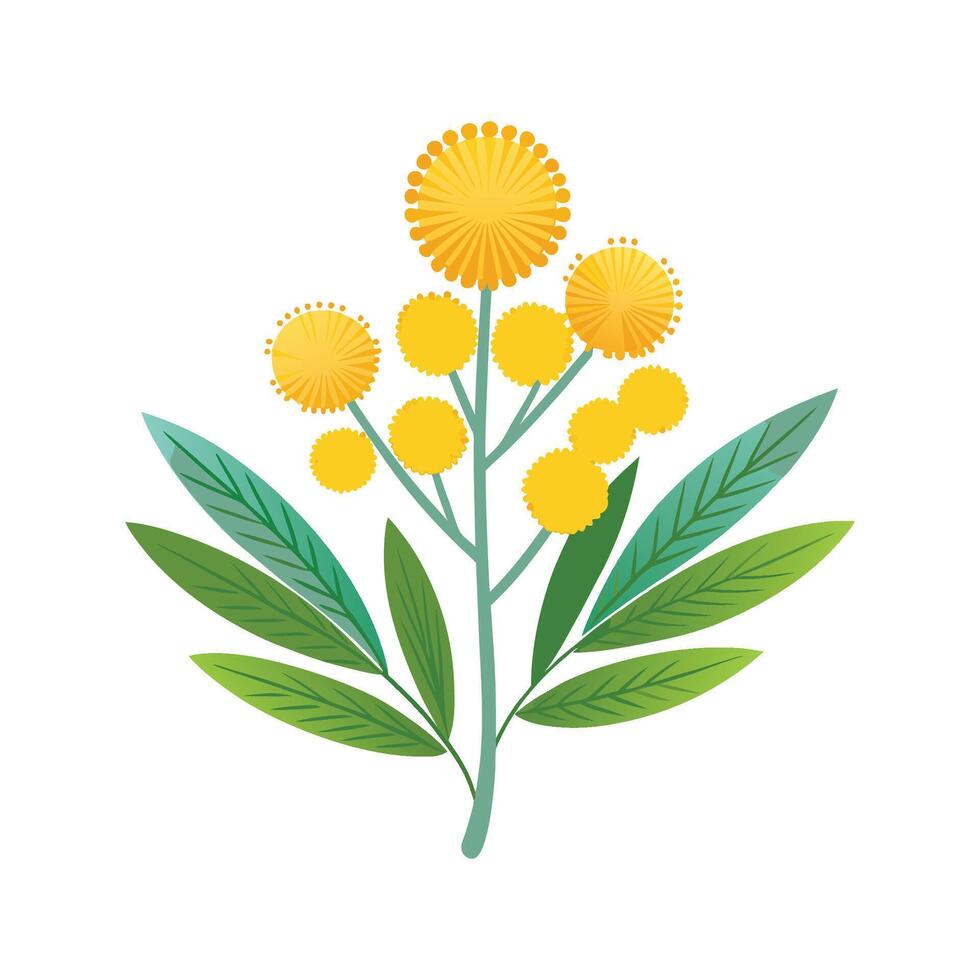 Stunning Mimosa Plant Design with Unique Blooms vector