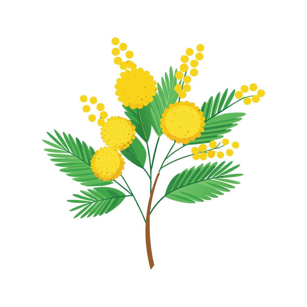 Elegant Mimosa Flower Design with Unique Blooms vector