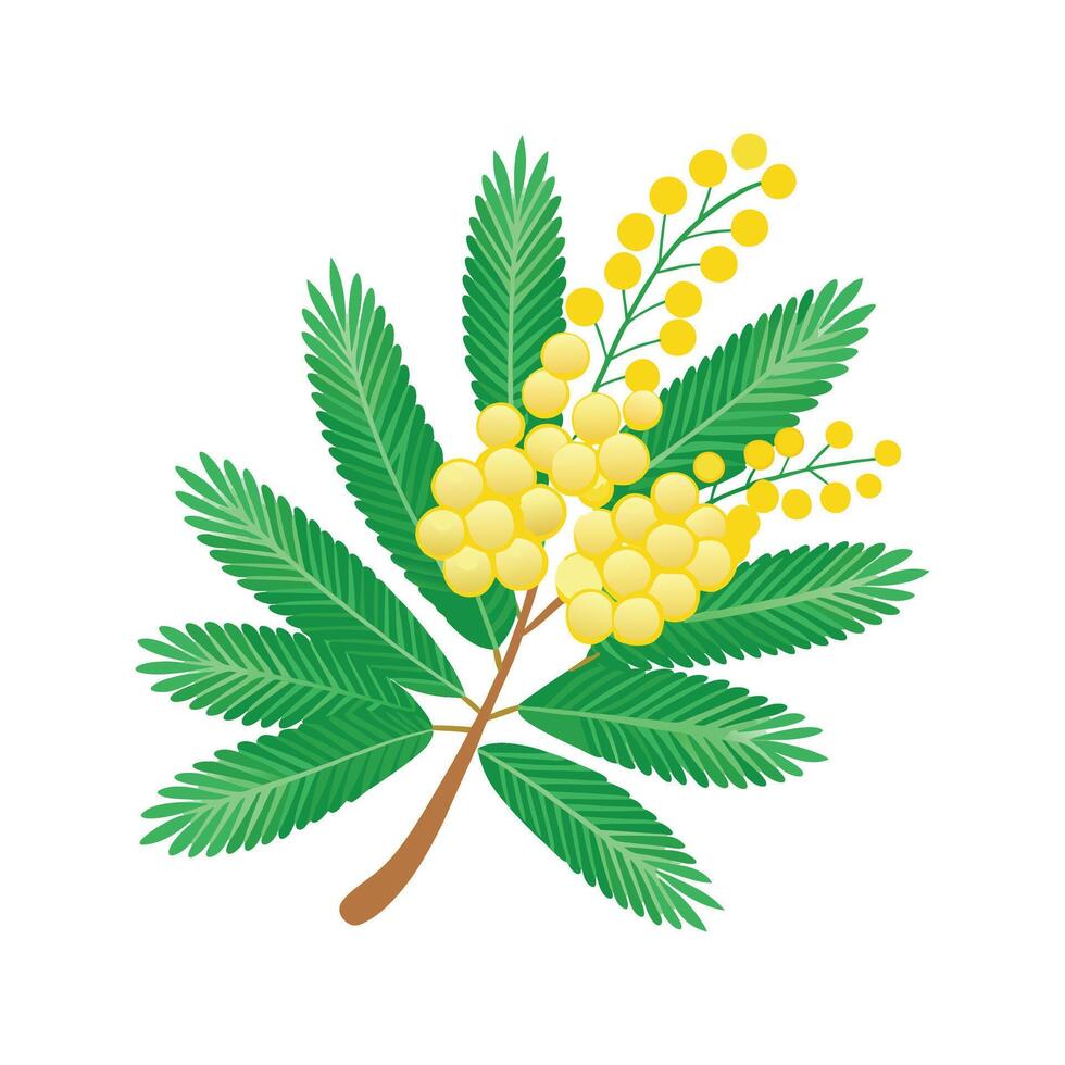 Charming Mimosa Plant with Colorful Blooms vector
