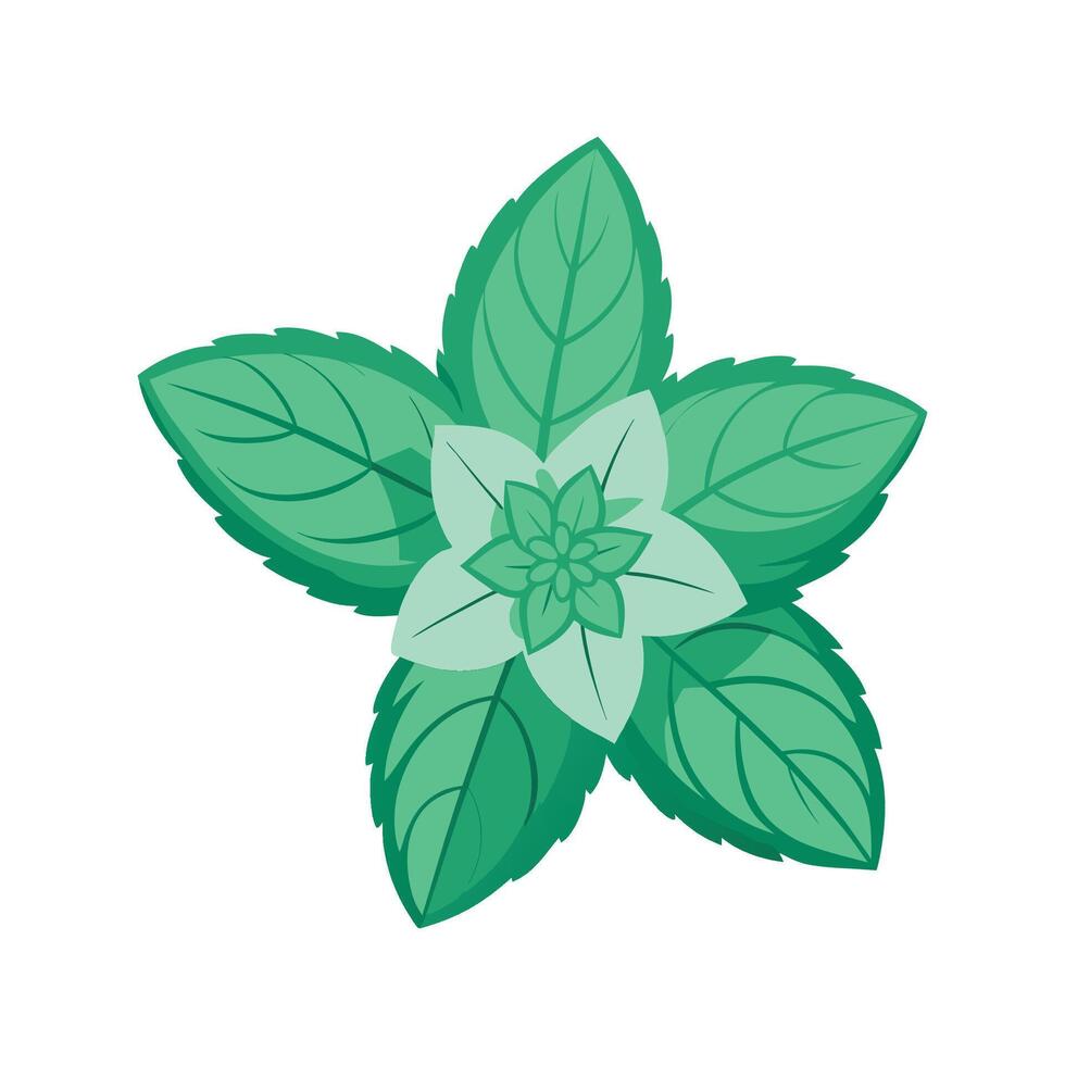 Charming Mint Plant with Colorful Blooms vector