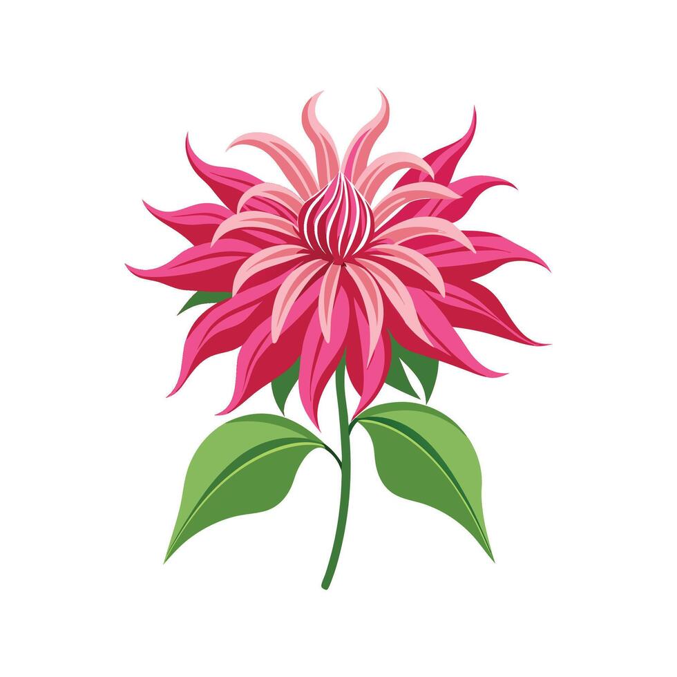 Stunning Monarda Illustration for Botanical Art vector