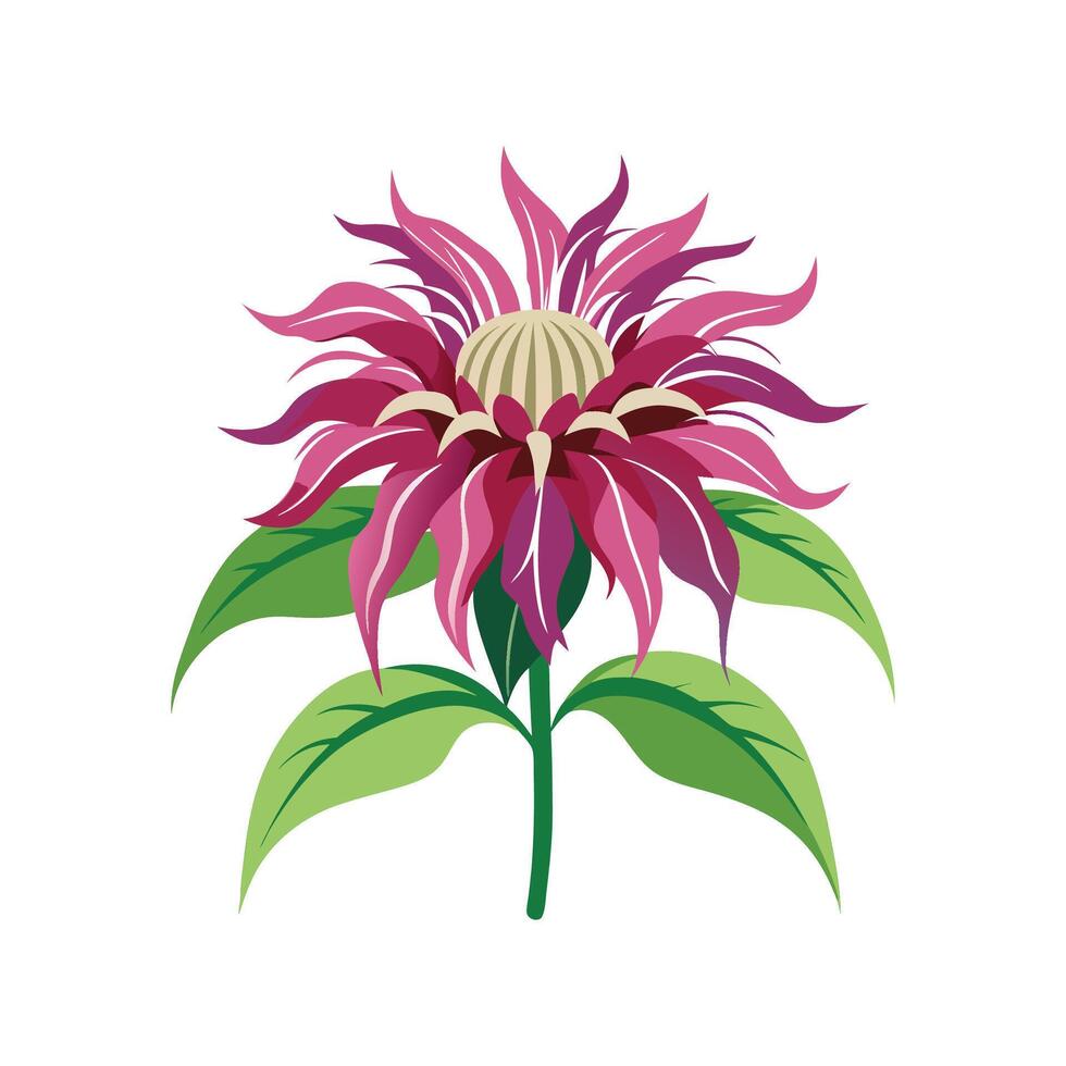 Elegant Monarda Plant Design vector