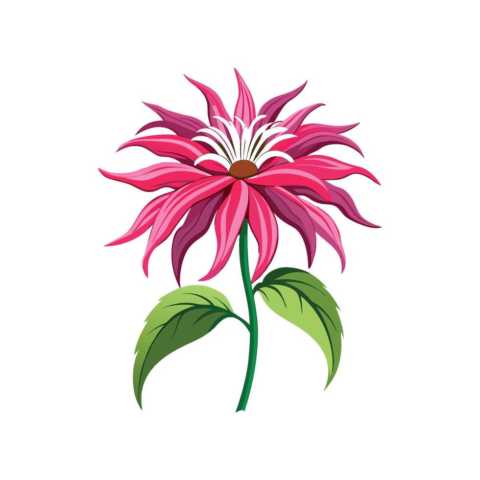 Exquisite Monarda Flower for Graphic Designs vector