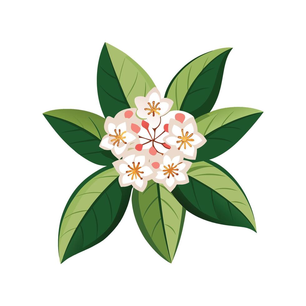 Vibrant Mountain Laurel for Unique Graphic Designs vector
