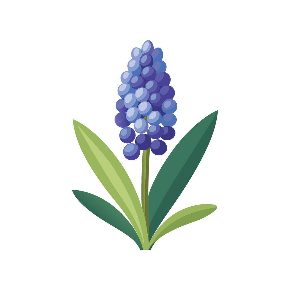 Vibrant Muscari for Unique Floral Illustrations vector
