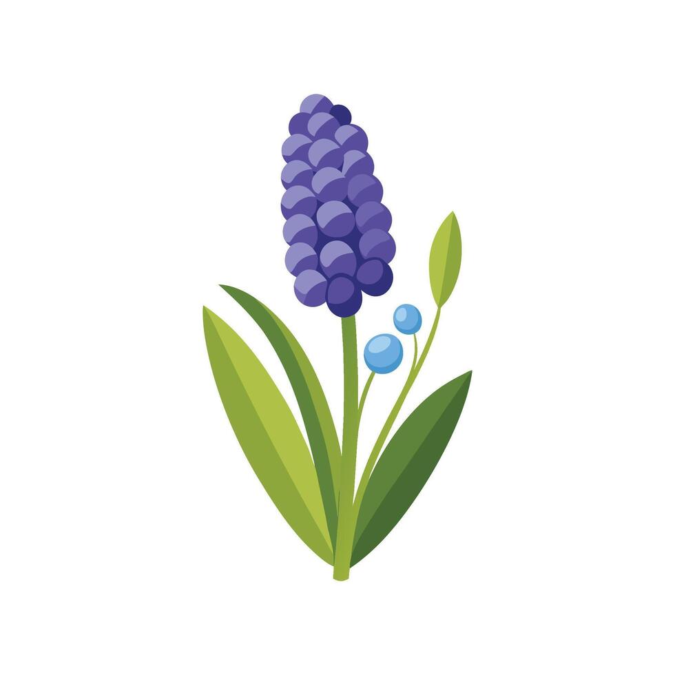 Beautiful Muscari Design for Nature Lovers vector