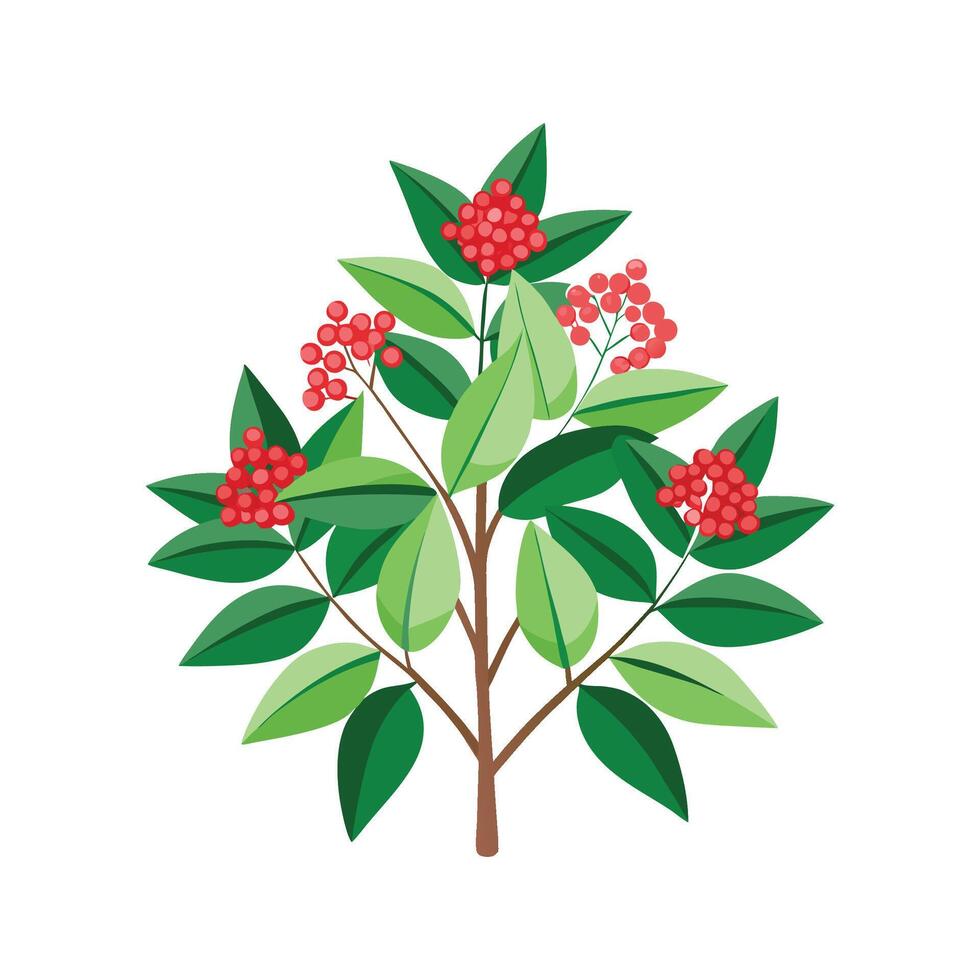 Charming Nandina for Unique Floral Illustrations vector