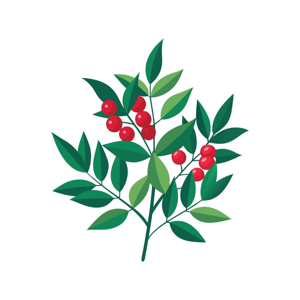 Vibrant Nandina for Creative Floral Art vector