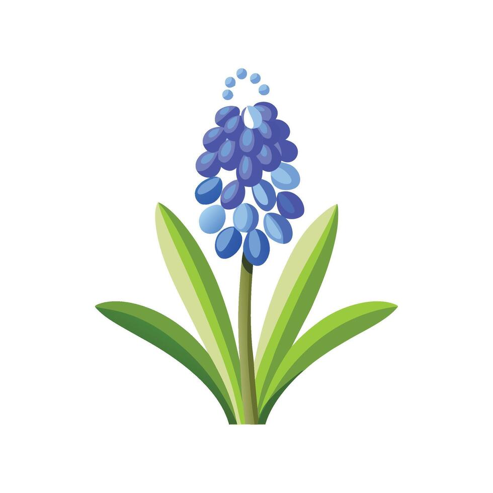 Elegant Muscari for Artistic Graphic Designs vector