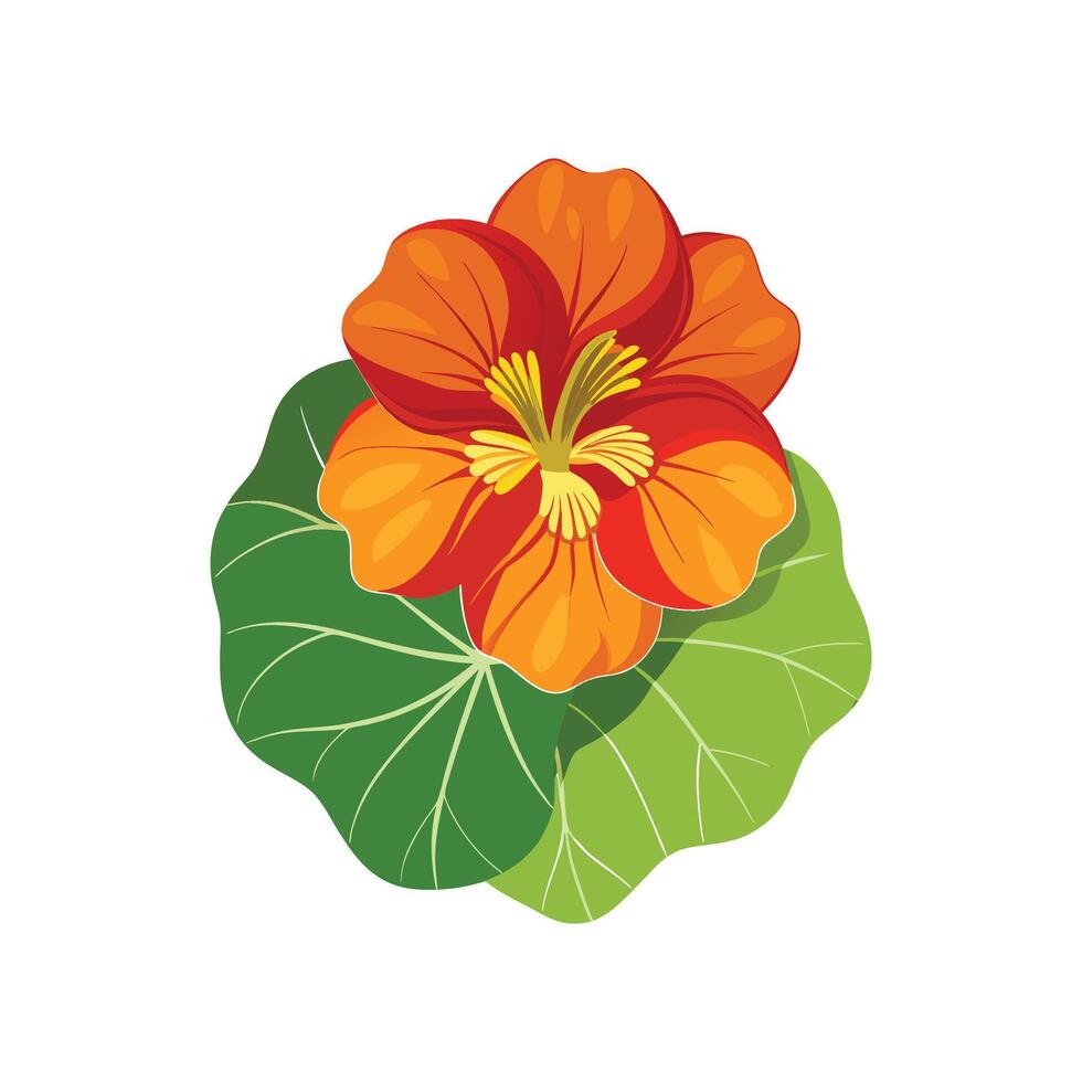 Beautiful Nasturtium Plant Artwork vector
