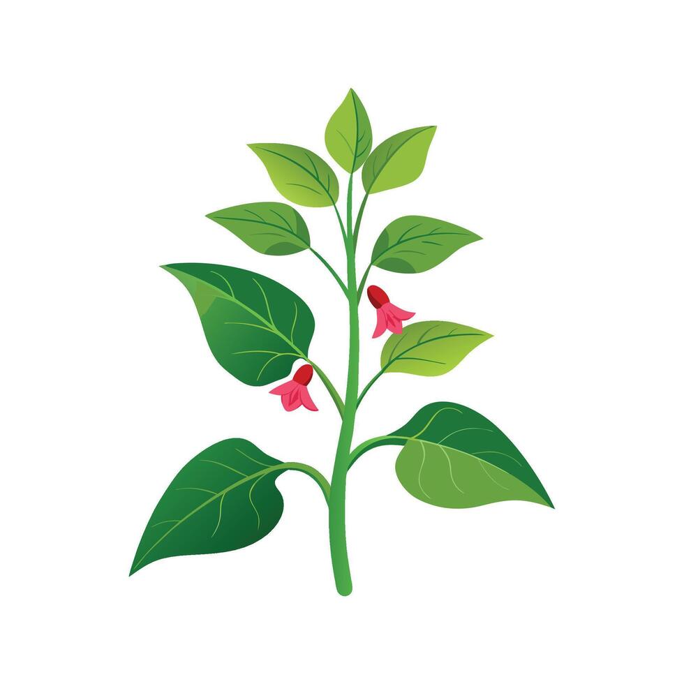Beautiful Nicotiana for Nature Lovers vector
