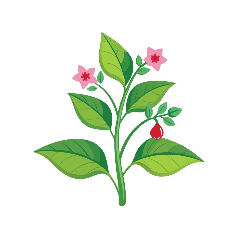 Vibrant Nicotiana for Beautiful Flower Illustrations vector