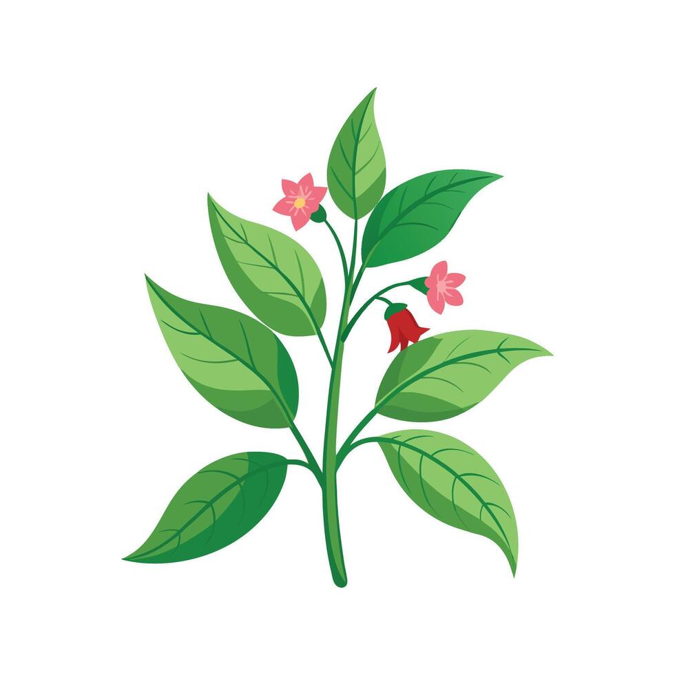 Charming Nicotiana Design for Botanical Art vector