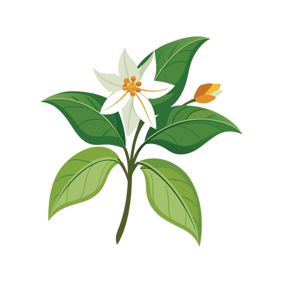 Charming Nyctanthes Design for Unique Floral Art vector