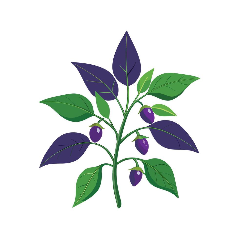 Vibrant Nightshade for Artistic Floral Designs vector