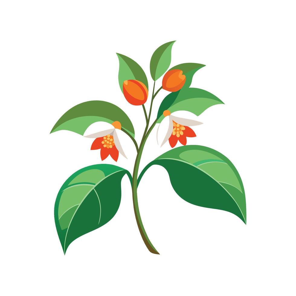 Beautiful Nyctanthes for Artistic Graphic Creations vector