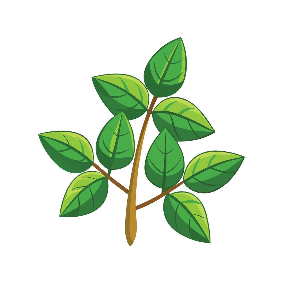 Elegant Oregano Plant Artwork. vector
