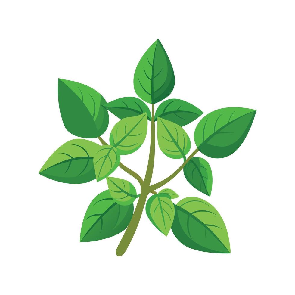Charming Oregano Design for Creative Projects vector