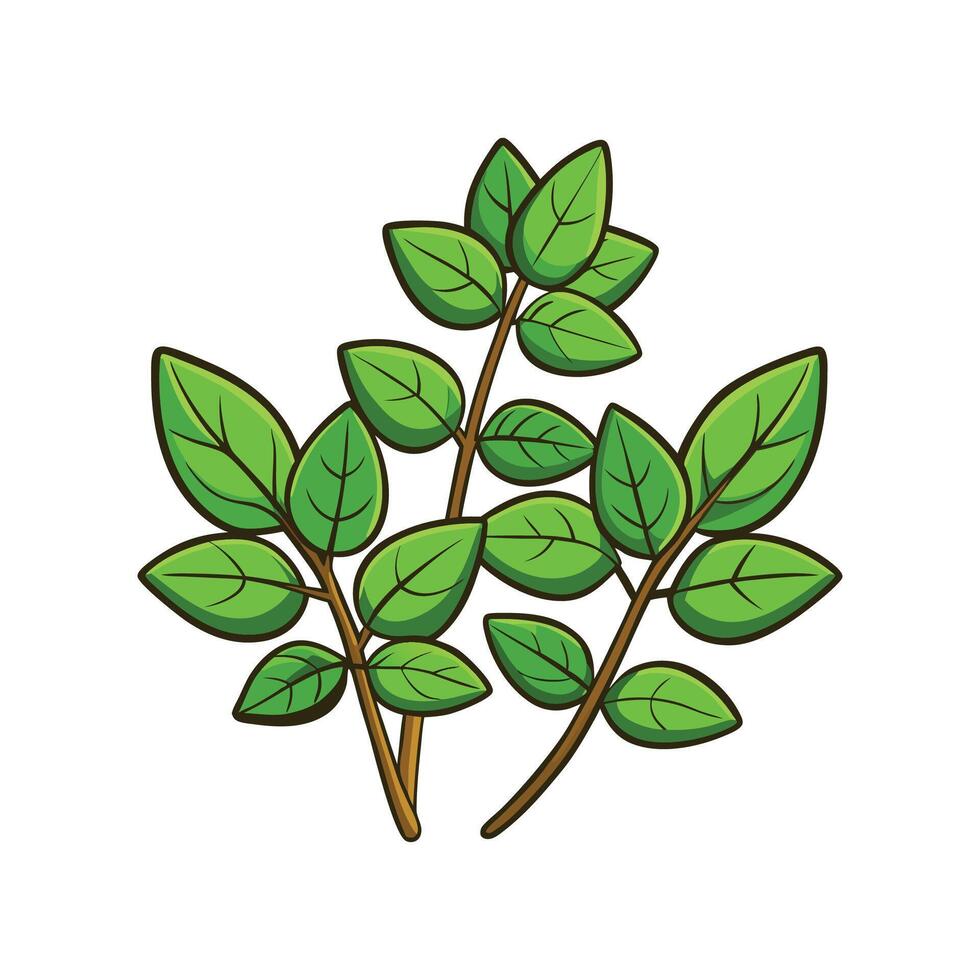 Elegant Oregano Plant Design. vector