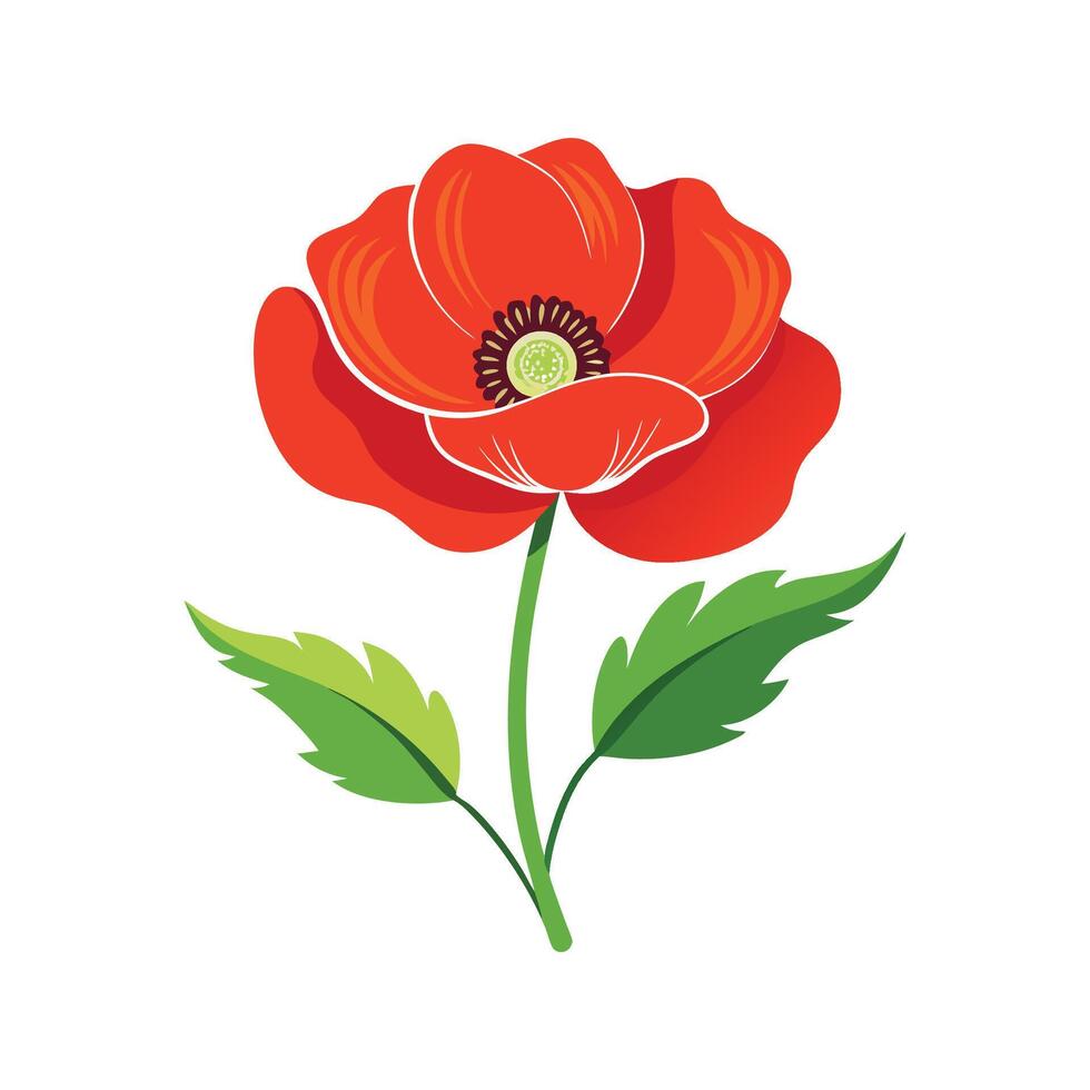 Vibrant Papaver for Beautiful Botanical Art vector