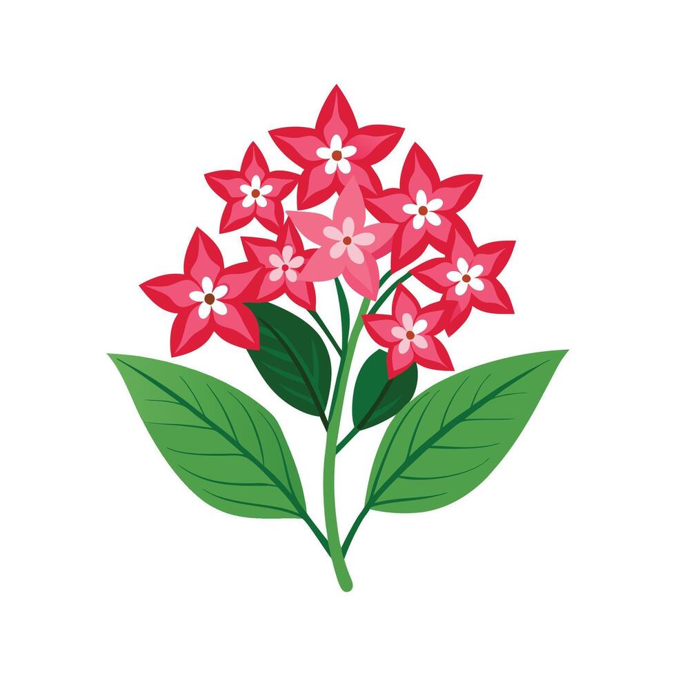 Elegant Pentas for Unique Floral Art vector
